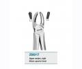 Anatomic Tooth Forceps English Pattern Upper Molars Right